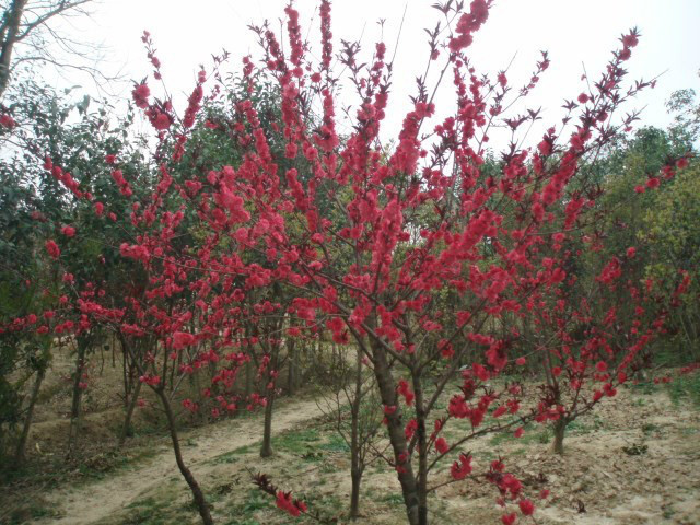 安徽紅葉碧桃，紅梅，紅葉石楠球