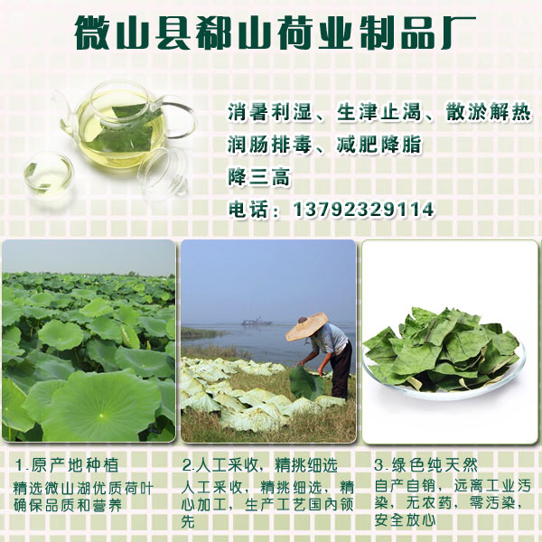 供應(yīng)干荷葉荷葉茶干荷葉批發(fā)